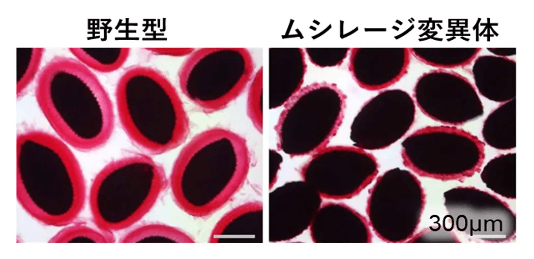図5