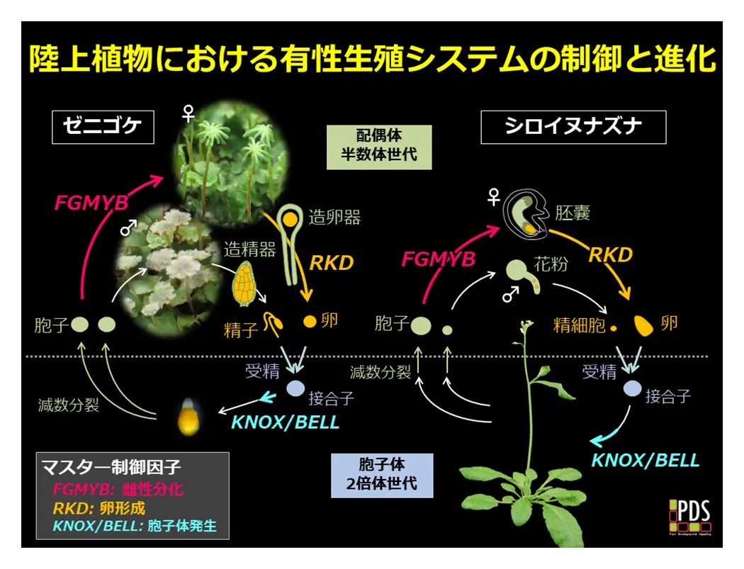 図2