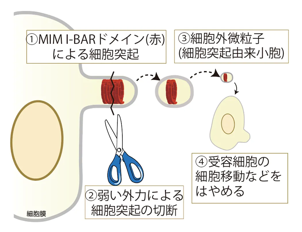 図2