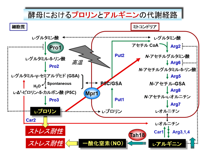 ストレス微生物科学 (髙木研究室) | 奈良先端科学技術大学院大学