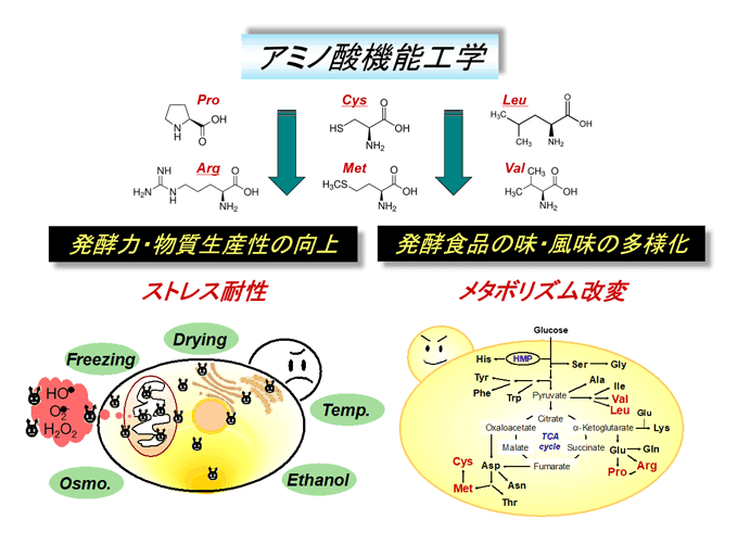 アミノ酸科学の最前線 基礎研究を活かした応用戦略 21番目のアミノ酸「セレノシステイン（Sec）」の合成メカニズム
