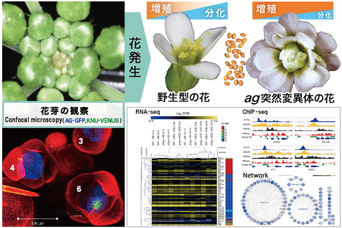 花発生分子遺伝学イメージ図