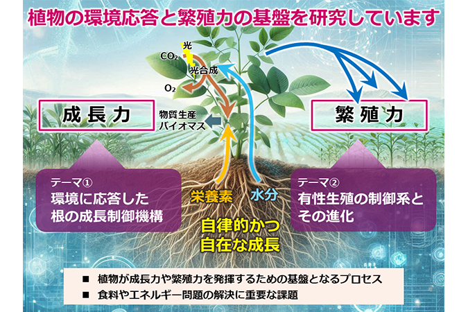 植物発生シグナルイメージ図