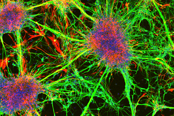 多細胞機能医科学イメージ図