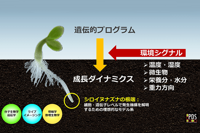 植物発生シグナルイメージ図