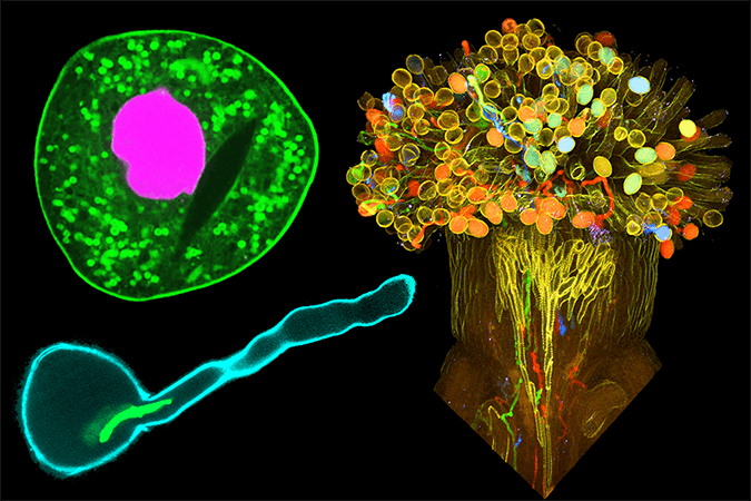 植物生殖デザインイメージ図