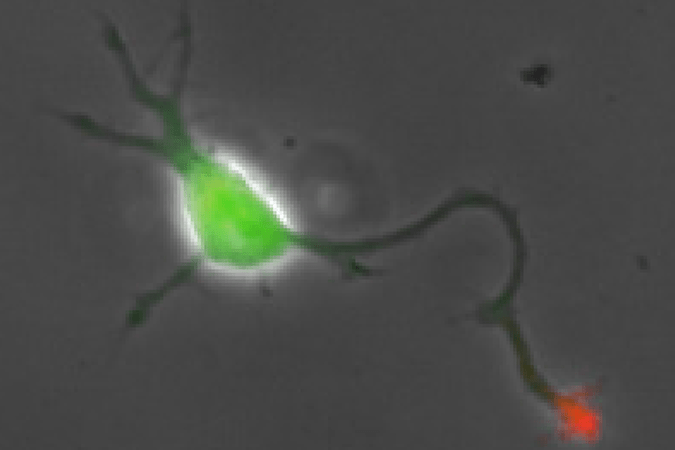神経システム生物学イメージ図