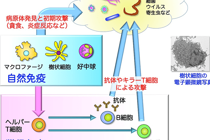 分子免疫制御イメージ図