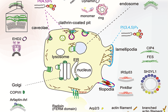 分子医学細胞生物学イメージ図