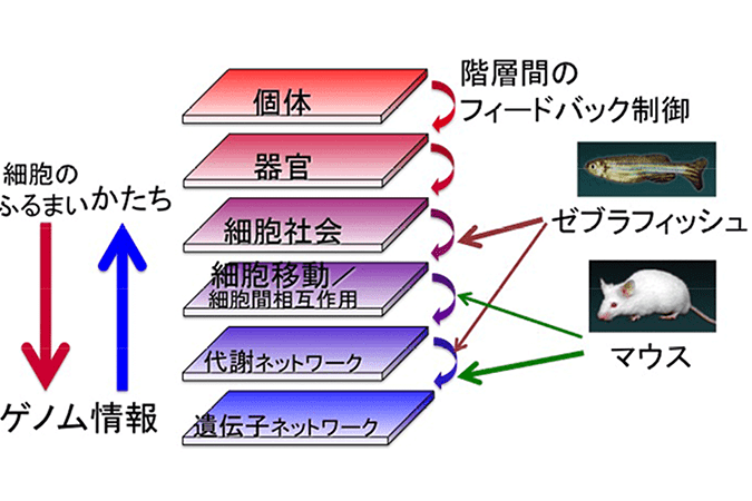 遺伝子発現制御イメージ図