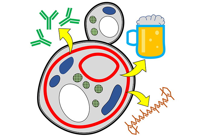 オルガネラ制御生物学イメージ図
