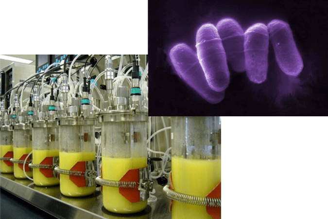 微生物分子機能学イメージ図