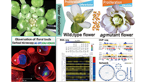 Plant Stem Cell Regulation and Floral Patterning
