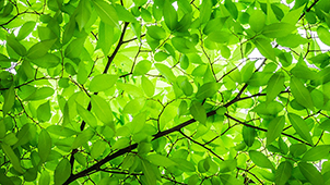 Plant Growth Regulation
