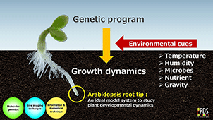 Plant Developmental Signaling