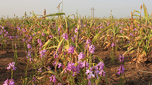Plant Symbiosis