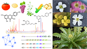 Plant Secondary Metabolism