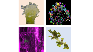 Plant Regeneration and Morphogenesis