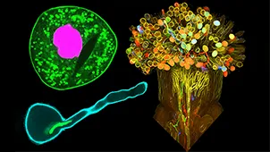 Plant Reproductive Design