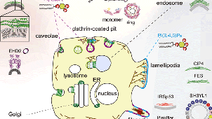 Molecular Medicine and Cell Biology