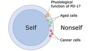 Functional Genomics and Medicine