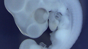 Developmental Biomedical Science