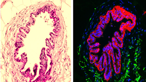 Stem Cell Technologies
