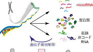 RNA Molecular Medicine
