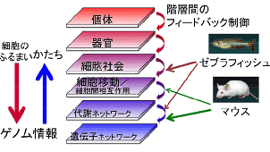 Gene Regulation Research