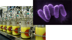 Molecular Microbiology and Genetics