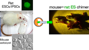 Organ Developmental Engineering