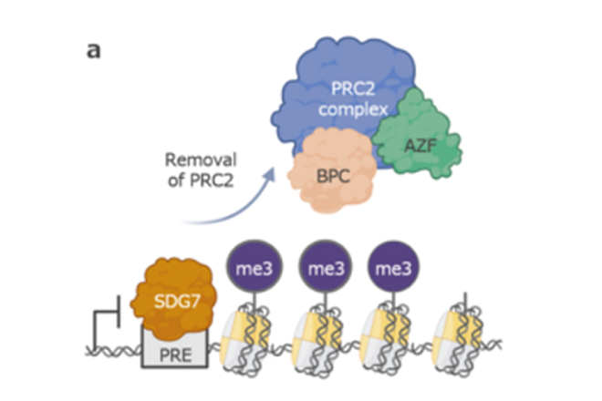 Towards a better understanding of epigenetics and dynamic gene silencing and reactivation