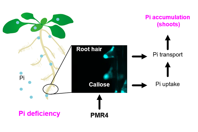 Plants Utilize a Cell Wall Strengthening Enzyme That Prevents Leaf Pathogen Infection to Enhance Nutrient Acquisition in Roots ~ Discovery of a New Role for Plant Immune Regulators ~