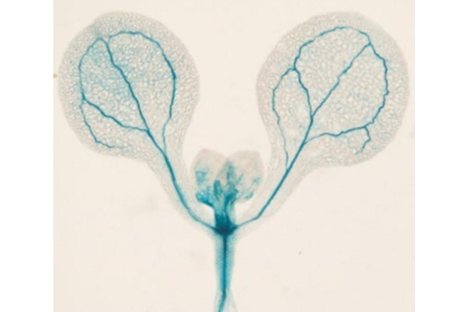 Discovery of novel small compounds that delay flowering in plants (*external link)