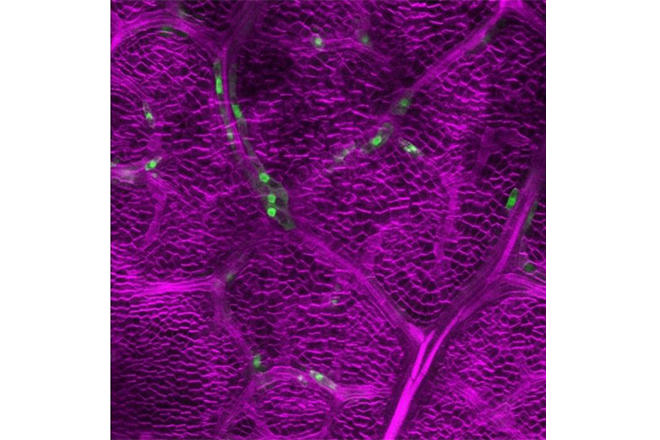 Genetic defense breakthrough: Plants repurpose stomatal genes to fend off herbivores (*external link)