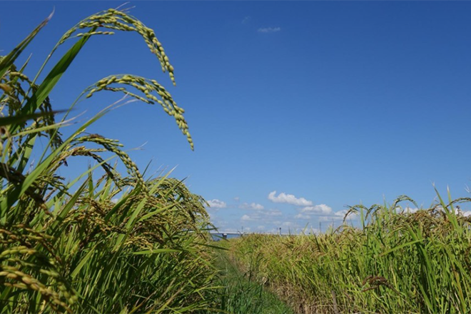 Decoding the Rice Root Microbiome in a High-Yield, Fertilizer- and Pesticide-Free Field: A Four-Year Study with Machine Learning Reveals Beneficial Bacteria for Sustainable Cultivation