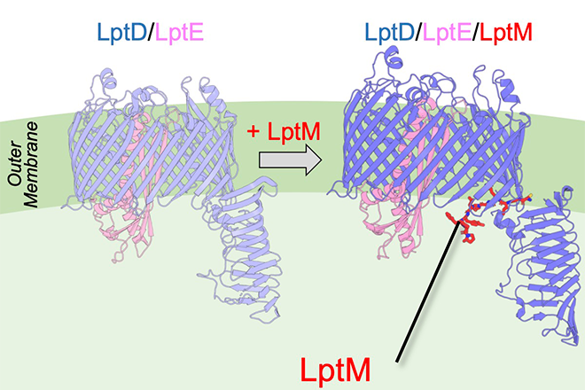 Small protein, big impact: Insights into how bacteria stabilize a key outer membrane complex (*external link)