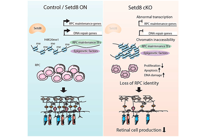 Scientists identify the gatekeeper of retinal progenitor cell identity (*external link)
