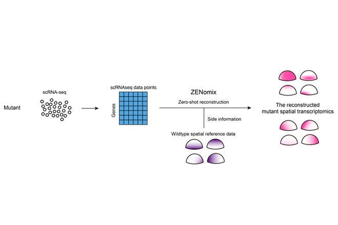 Building Spatial Gene Expression Maps Without a Blueprint — A Machine Learning Approach for Predicting Mutant Spatial Transcriptomes Without Training Data —