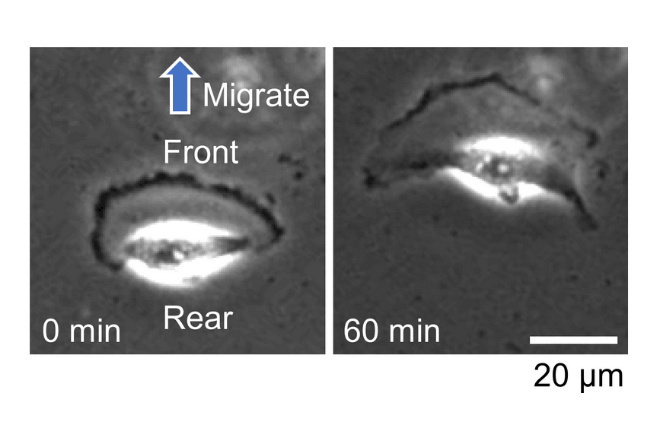 Self-Propelled Actin Filaments: Novel Structures Driving Spontaneous Cell Morphogenesis