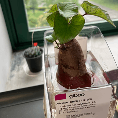 栗崎研究室バイオX記事画像