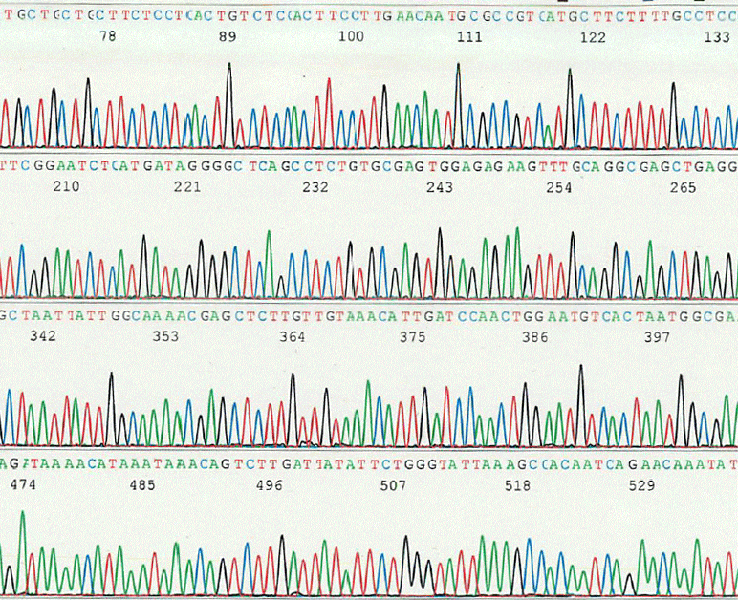 DNAシーケンサー データ例
