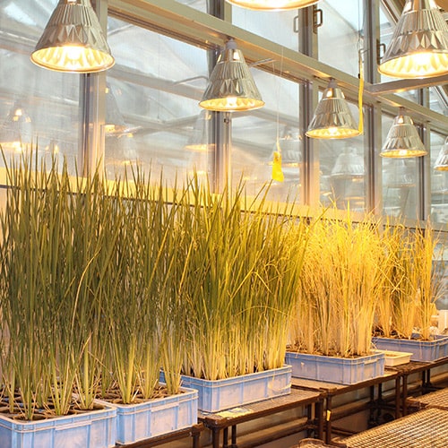 Botanical Greenhouses- the cultivation lab