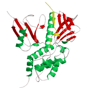 Radixin FERMドメインとICAM-2ペプチドとの複合体の結晶構造