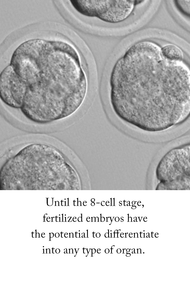 Until the 8-cell stage, fertilized embryos have the potential to differentiate into any type of organ.