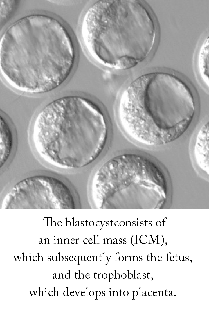 The blastocyst consists of an inner cell mass (ICM), which subsequently forms the fetus, and the trophoblast, which develops into placenta.