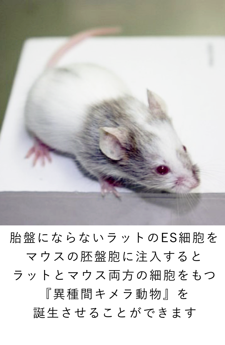 胎盤にならないラットのES細胞を?マウスの胚盤胞に注入すると?ラットとマウス両方の細胞をもつ?『異種間キメラ動物』を?誕生させることができます
