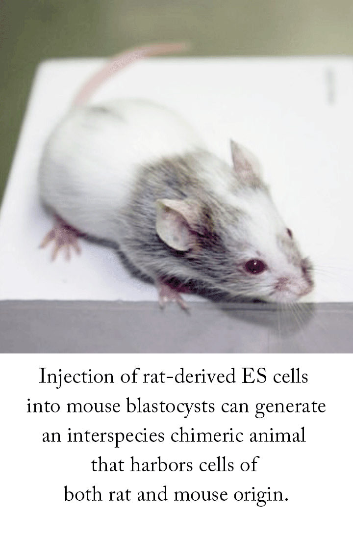 Injection of rat-derived ES cells into mouse blastocysts can generate an interspecies chimeric animal that harbors cells of both rat and mouse origin.