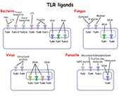 TLR ligands