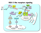 RIG-I-like receptors signaling